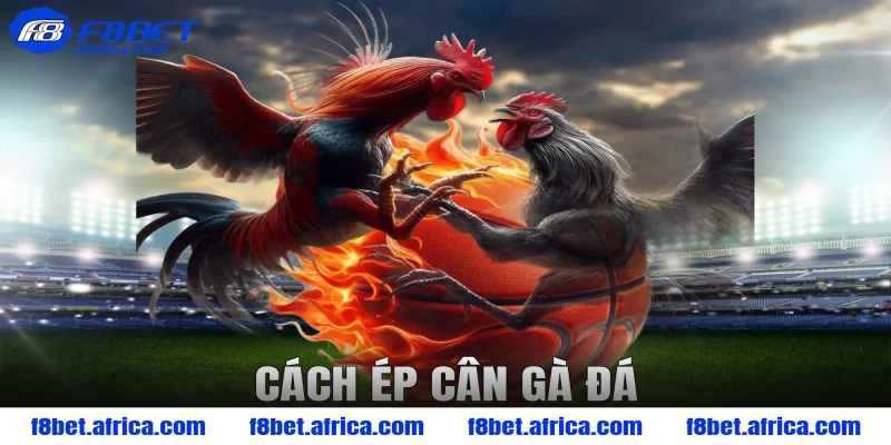 Cách ép cân gà đá F8BET – Bí quyết tối ưu thể lực chiến kê