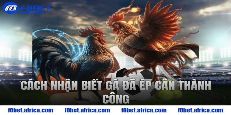 Cách nhận biết gà đã ép cân thành công