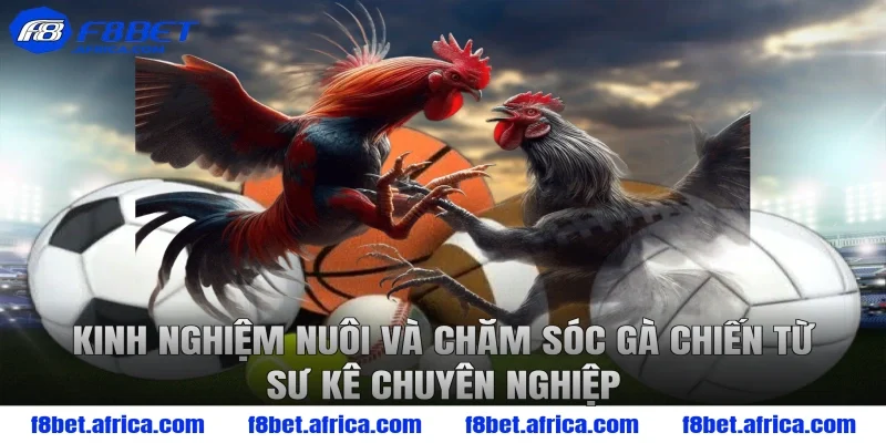 Kinh nghiệm nuôi và chăm sóc gà chiến từ sư kê chuyên nghiệp