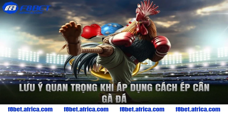 Lưu ý quan trọng khi áp dụng cách ép cân gà đá
