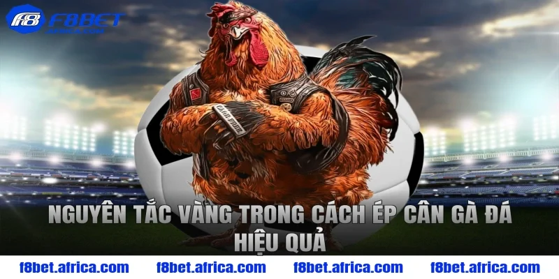 Nguyên tắc vàng trong cách ép cân gà đá hiệu quả