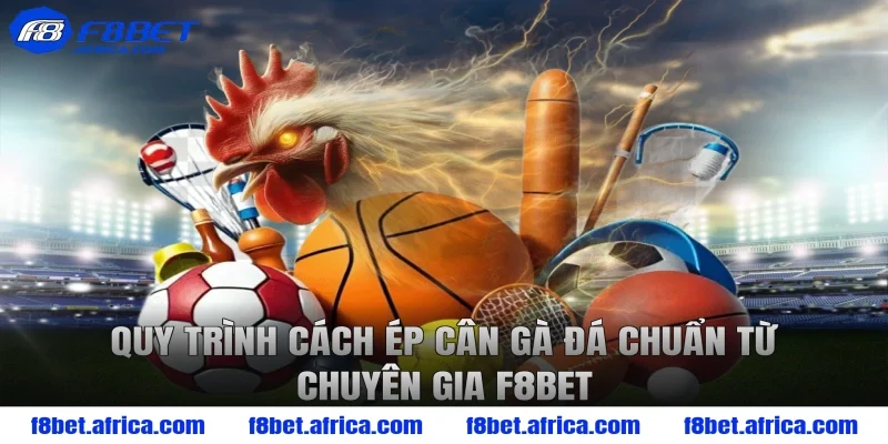 Quy trình cách ép cân gà đá chuẩn từ chuyên gia F8BET